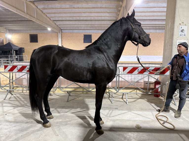 Murgese/caballo de las Murgues Semental 6 años 163 cm Negro in Martano