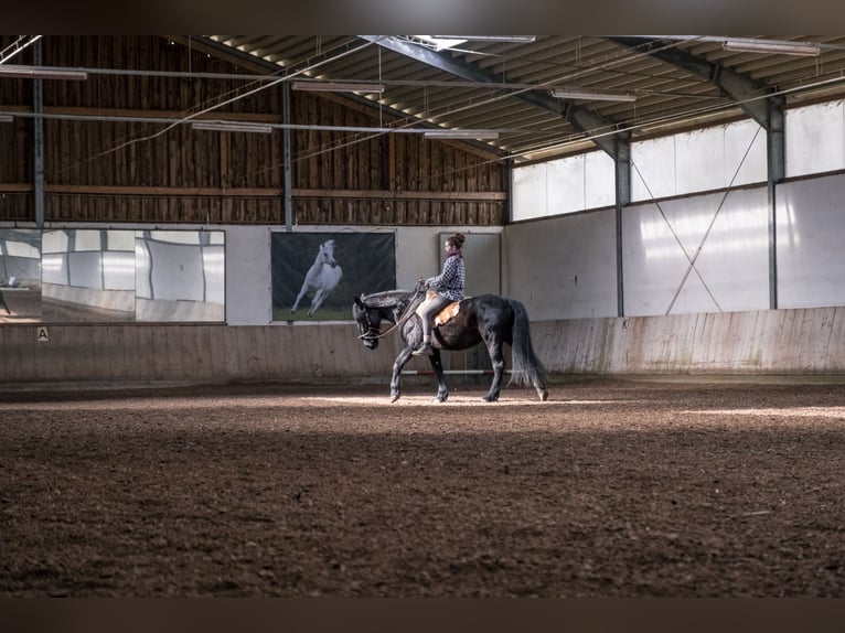 Murgese/caballo de las Murgues Yegua 13 años 165 cm Negro in Weichering