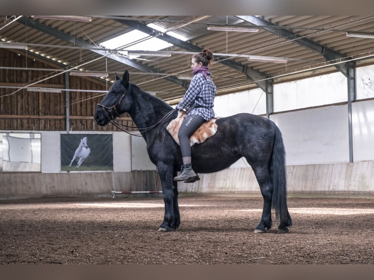 Murgese/caballo de las Murgues Yegua 13 años 165 cm Negro in Weichering