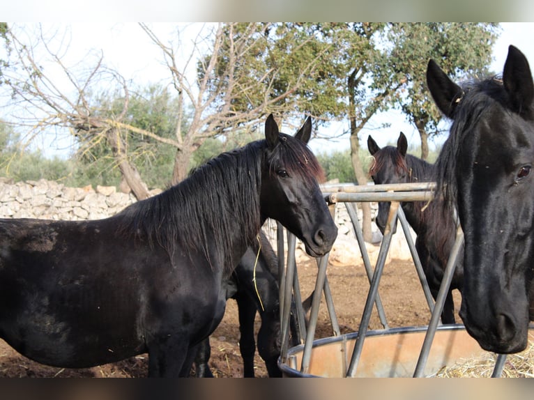Murgese/caballo de las Murgues Yegua 1 año 165 cm Negro in Cuges-les-Pins