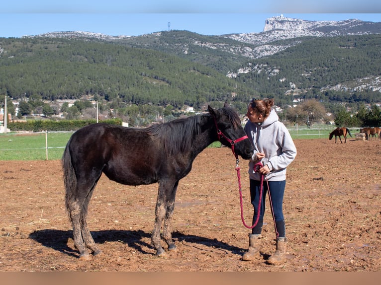 Murgese/caballo de las Murgues Yegua 1 año 165 cm Negro in Cuges-les-Pins
