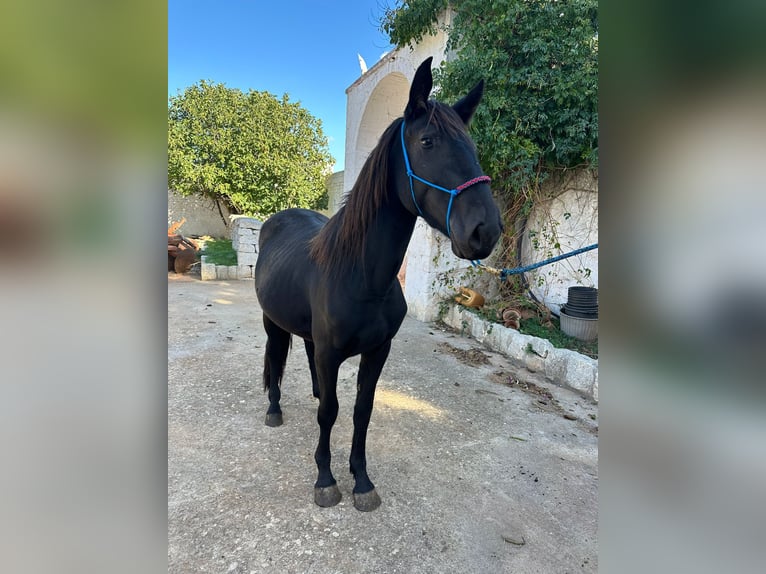 Murgese/caballo de las Murgues Yegua 2 años 155 cm Negro in Ostuni