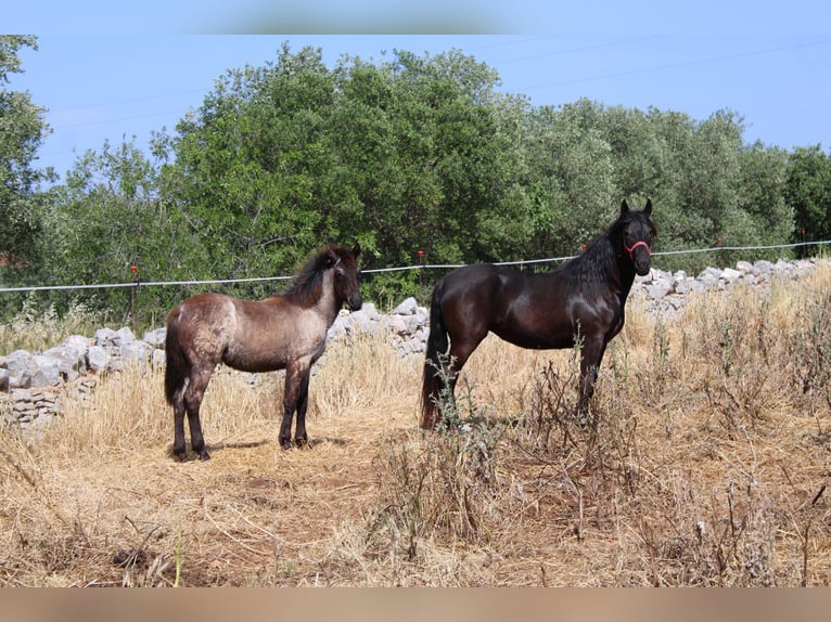 Murgese/caballo de las Murgues Yegua 2 años 155 cm Negro in Castellana grotte