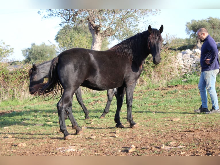 Murgese/caballo de las Murgues Yegua 2 años 155 cm Negro in Castellana grotte