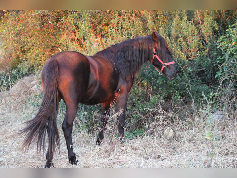 Murgese/caballo de las Murgues Yegua 2 años 155 cm Negro in Castellana grotte