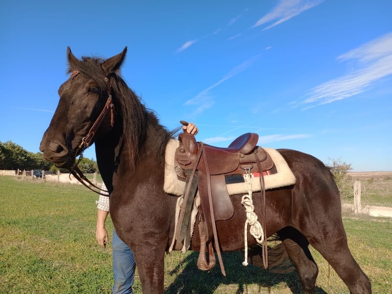 Murgese/caballo de las Murgues Yegua 3 años Negro in Bari