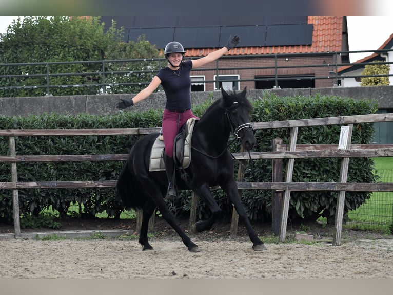 Murgese/caballo de las Murgues Yegua 4 años 155 cm Negro in Montfoort