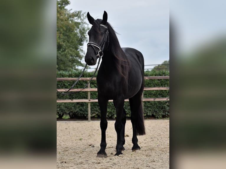 Murgese/caballo de las Murgues Yegua 4 años 155 cm Negro in Montfoort