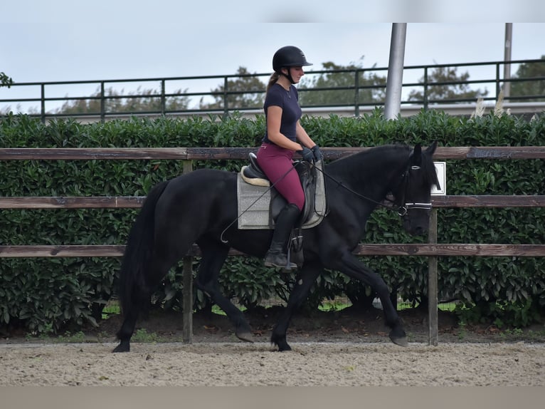 Murgese/caballo de las Murgues Yegua 4 años 155 cm Negro in Montfoort