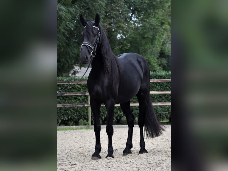 Murgese/caballo de las Murgues Yegua 4 años 155 cm Negro in Montfoort