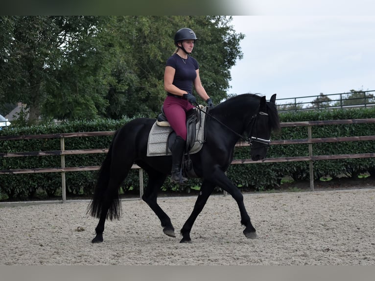 Murgese/caballo de las Murgues Yegua 4 años 155 cm Negro in Montfoort