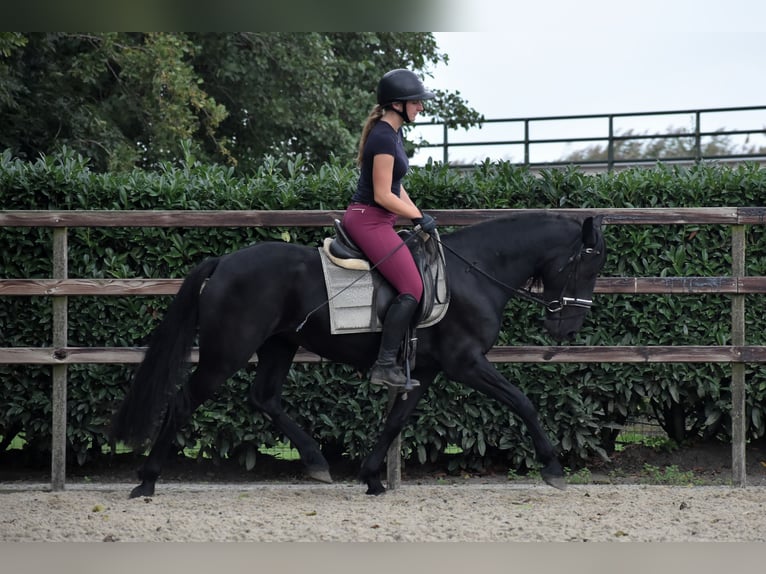 Murgese/caballo de las Murgues Yegua 4 años 155 cm Negro in Montfoort