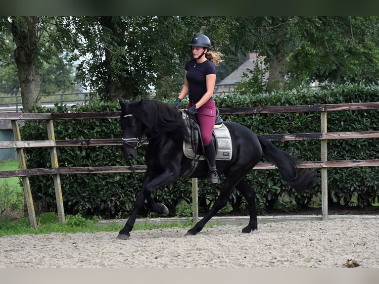 Murgese/caballo de las Murgues Yegua 4 años 155 cm Negro in Montfoort