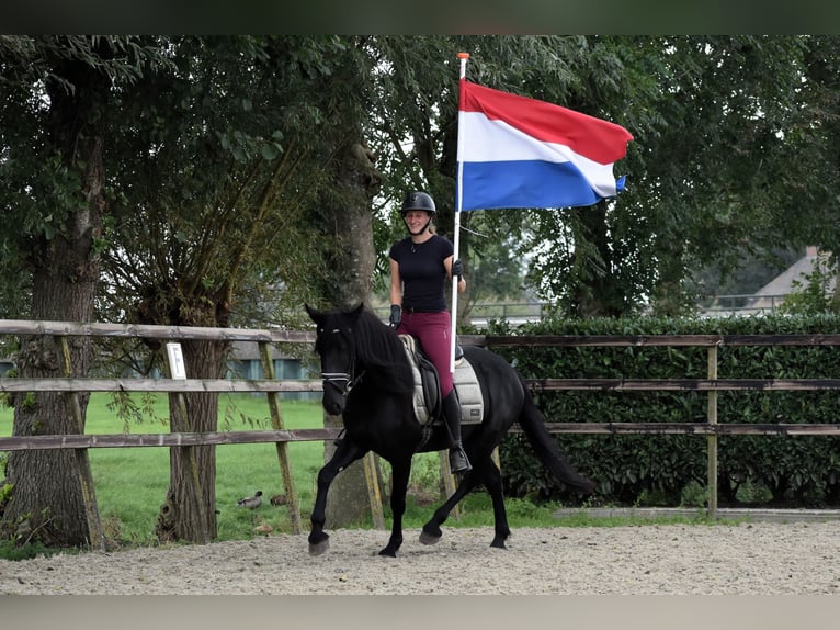 Murgese/caballo de las Murgues Yegua 4 años 155 cm Negro in Montfoort