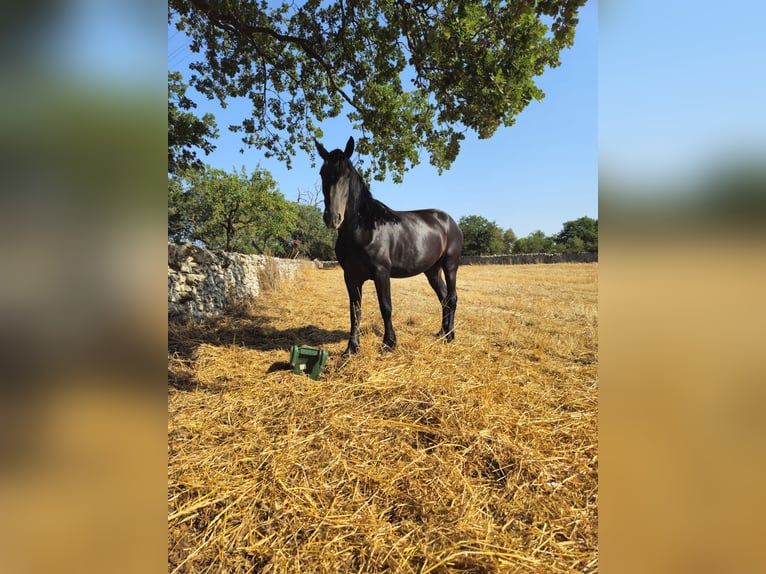 Murgese/caballo de las Murgues Yegua 5 años 162 cm Negro in MurgiaGioia del Colle