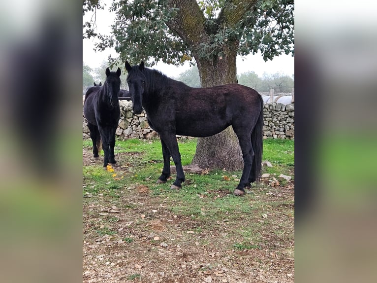 Murgese/caballo de las Murgues Yegua 5 años 162 cm Negro in MurgiaGioia del Colle