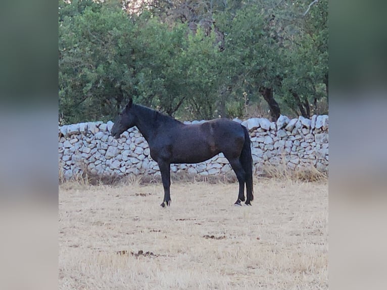 Murgese/caballo de las Murgues Yegua 5 años 162 cm Negro in MurgiaGioia del Colle