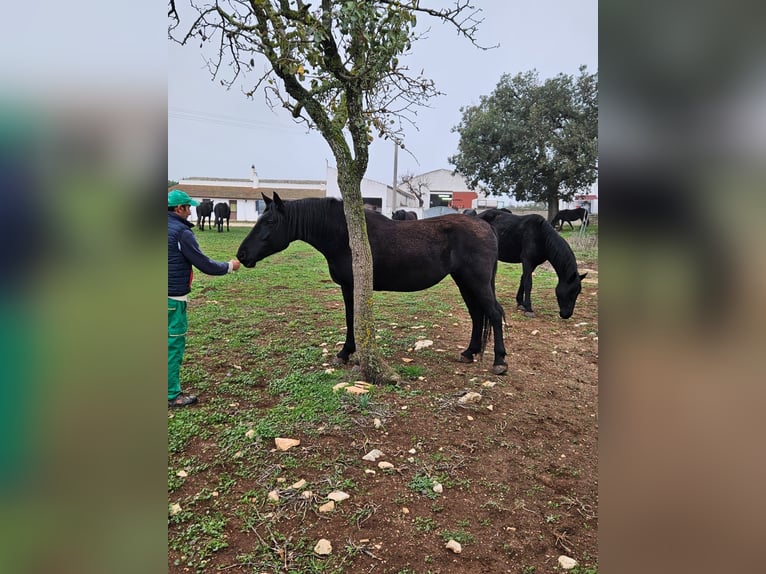 Murgese/caballo de las Murgues Yegua 5 años 162 cm Negro in MurgiaGioia del Colle