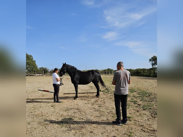 Murgese/caballo de las Murgues Yegua 5 años 162 cm Negro in MurgiaGioia del Colle