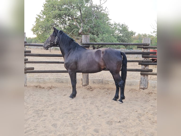 Murgese/caballo de las Murgues Yegua 5 años 162 cm Negro in MurgiaGioia del Colle