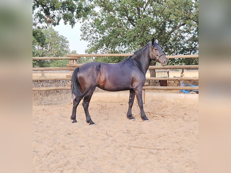 Murgese/caballo de las Murgues Yegua 5 años 162 cm Negro in MurgiaGioia del Colle