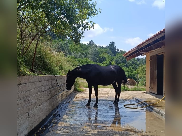 Murgese/caballo de las Murgues Yegua 8 años 160 cm Negro in San Paolo Solbrito