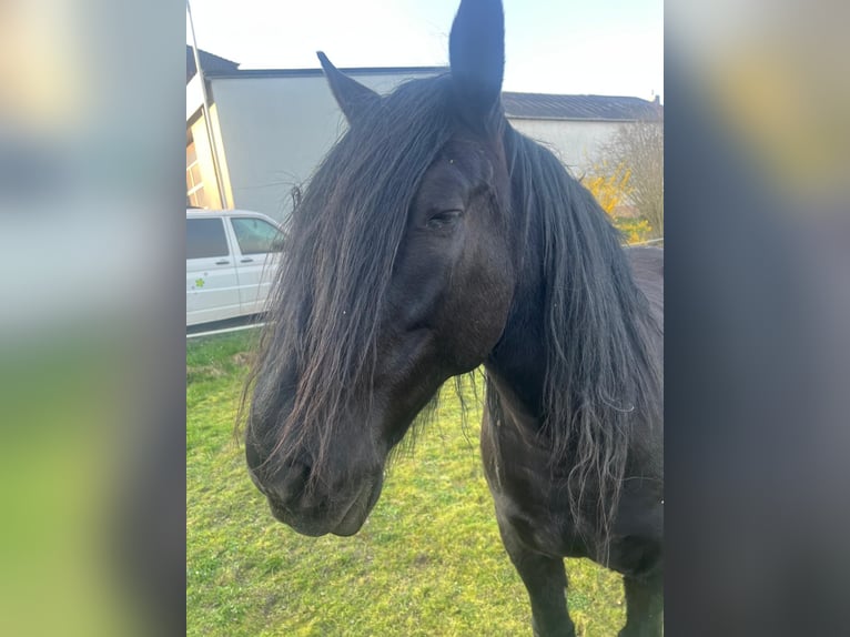 Murgese Castrone 10 Anni 158 cm Morello in Saarburg