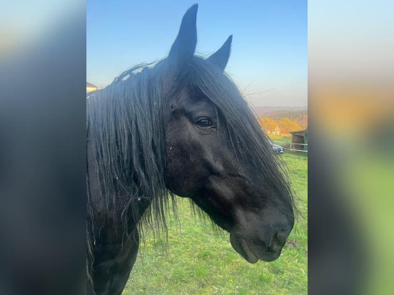 Murgese Castrone 10 Anni 158 cm Morello in Saarburg