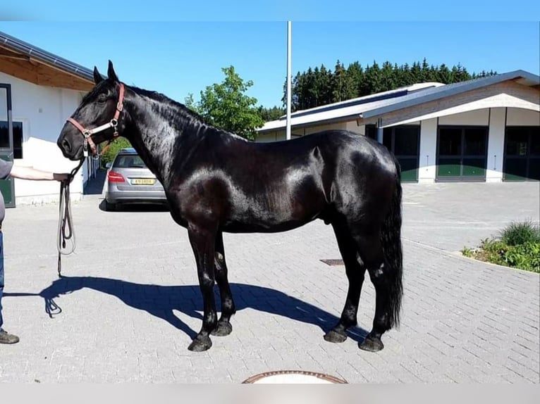 Murgese Castrone 10 Anni 165 cm Morello in Huldange