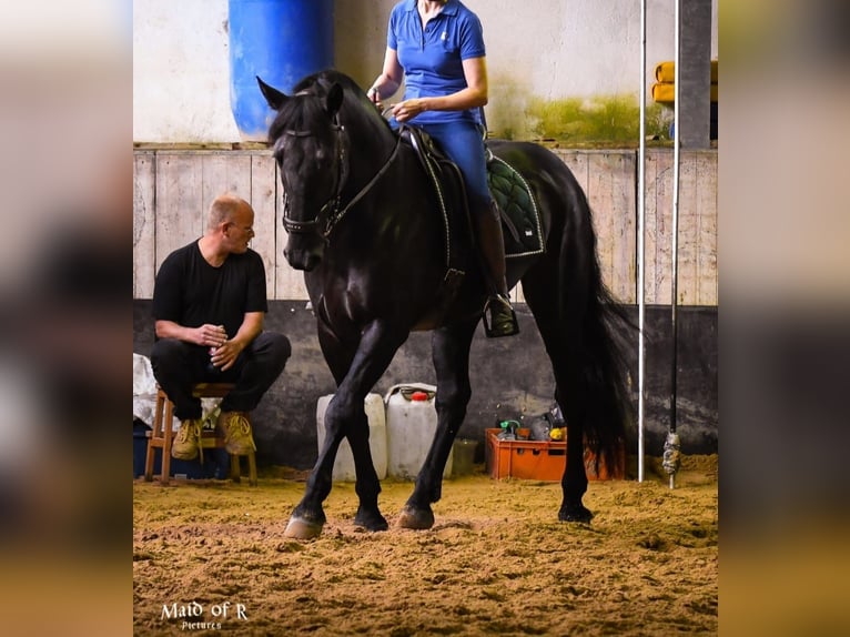 Murgese Castrone 10 Anni 165 cm Morello in Huldange