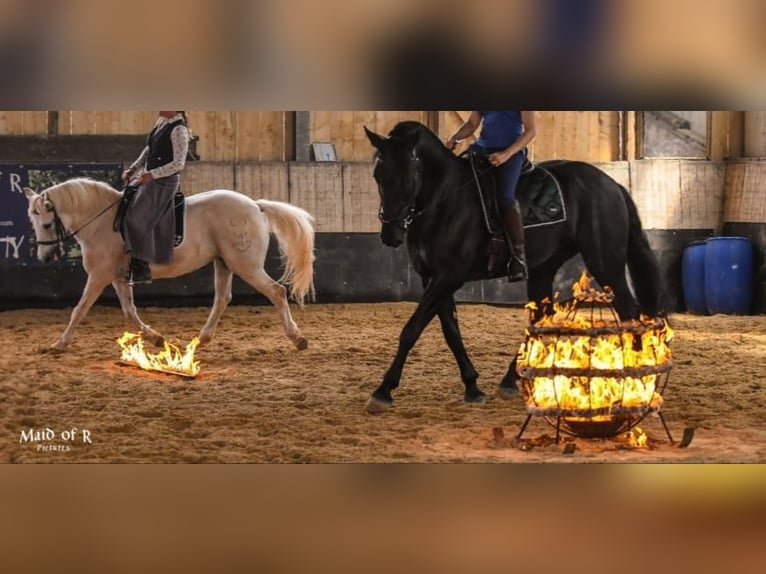 Murgese Castrone 10 Anni 165 cm Morello in Huldange