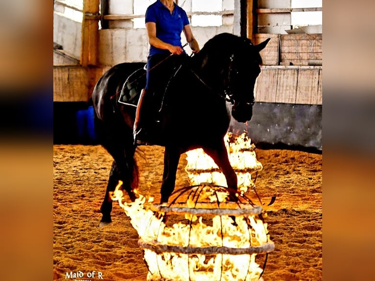 Murgese Castrone 10 Anni 165 cm Morello in Huldange