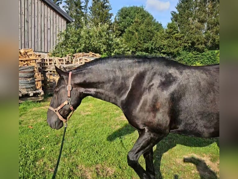 Murgese Castrone 10 Anni 165 cm Morello in Huldange