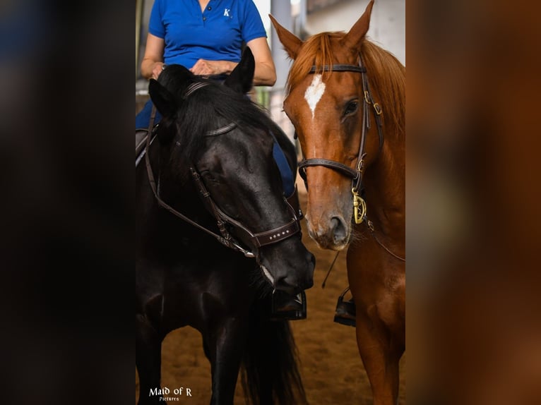Murgese Castrone 10 Anni 165 cm Morello in Huldange