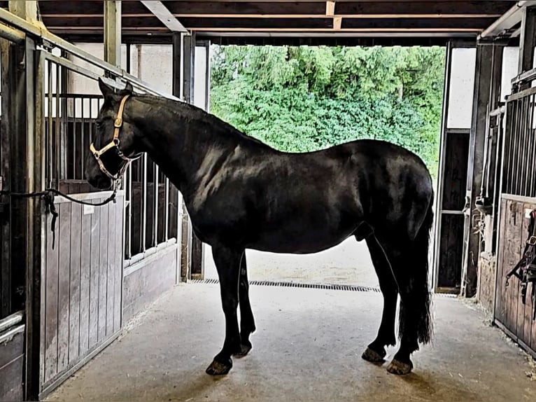 Murgese Castrone 10 Anni 165 cm Morello in Huldange