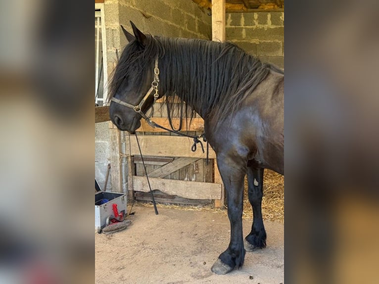 Murgese Castrone 11 Anni 160 cm Morello in Saarburg