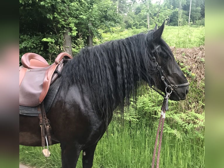 Murgese Castrone 11 Anni 160 cm Morello in Saarburg