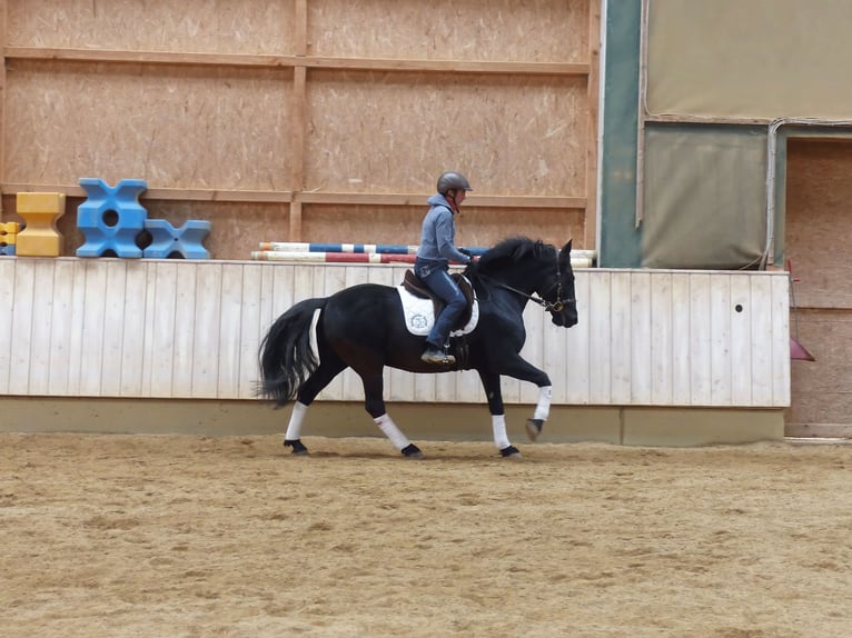 Murgese Castrone 13 Anni 159 cm Morello in Rot an der Rot