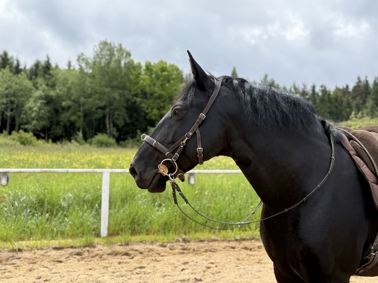 Murgese Castrone 13 Anni 159 cm Morello in Rot an der Rot