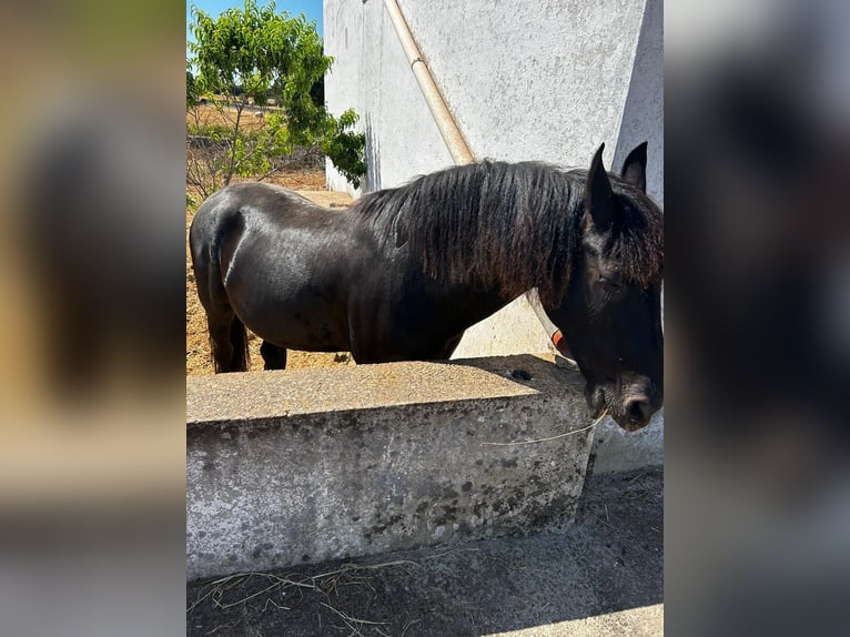 Murgese Castrone 14 Anni 162 cm Baio scuro in Noci