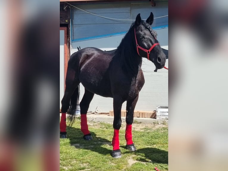 Murgese Castrone 15 Anni 163 cm Morello in Ariano irpino