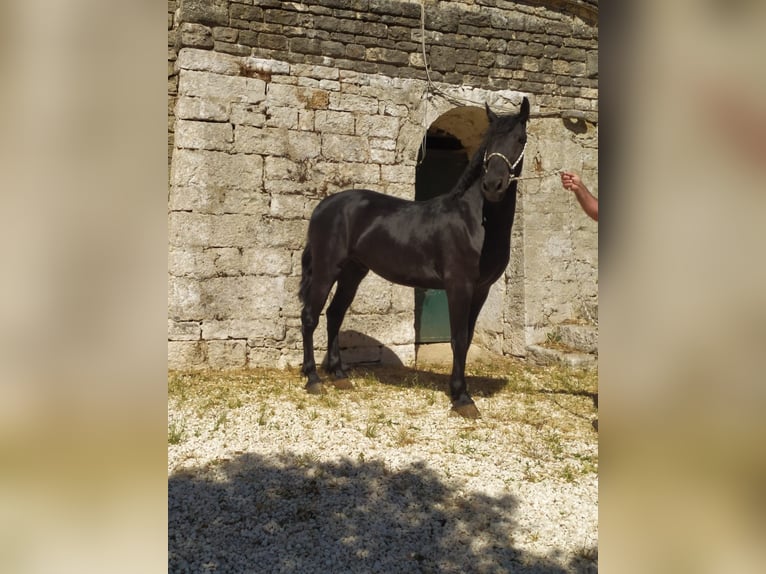 Murgese Castrone 3 Anni 150 cm Morello in Martina Franca