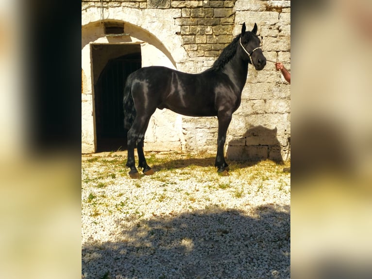 Murgese Castrone 3 Anni 150 cm Morello in Martina Franca