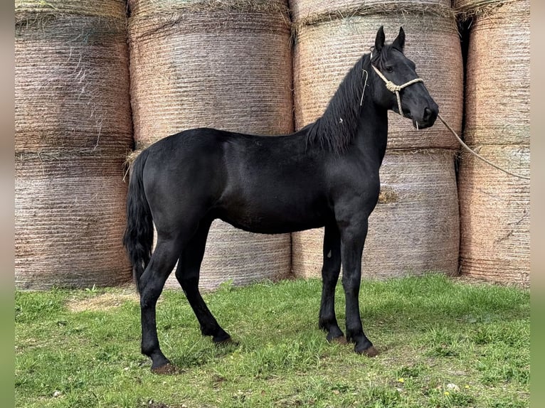 Murgese Castrone 3 Anni 150 cm Morello in Martina Franca