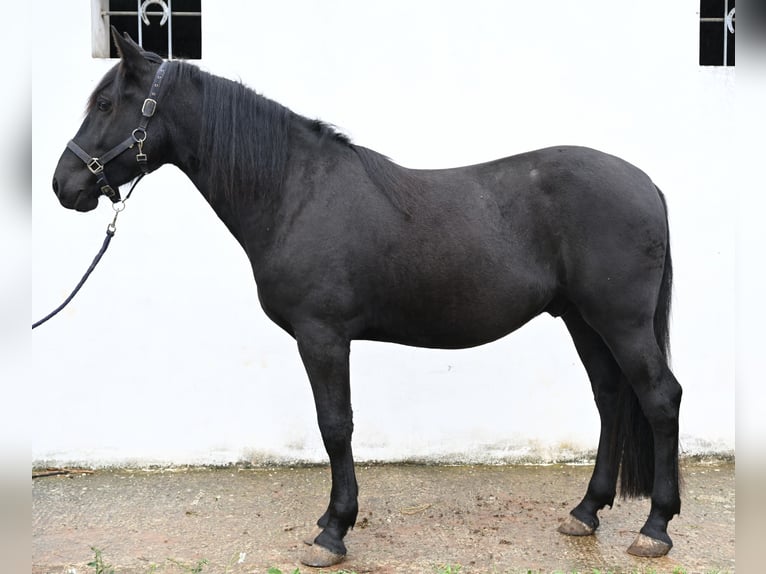 Murgese Castrone 3 Anni 157 cm Morello in Martina Franca Murgese Castrone 3 Anni 157 cm Morello in Martina Franca