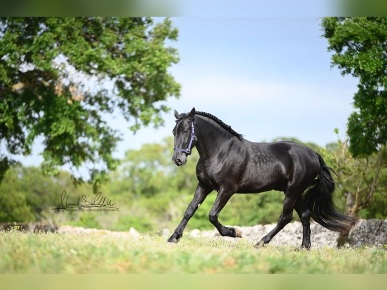 Murgese Castrone 3 Anni 160 cm Morello in Wels