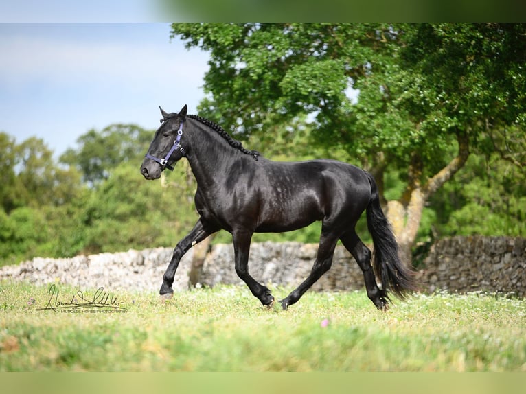 Murgese Castrone 3 Anni 160 cm Morello in Wels