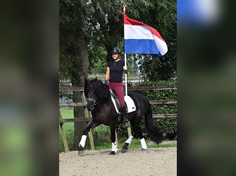 Murgese Castrone 3 Anni 160 cm Morello in Montfoort