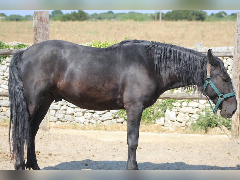 Murgese Castrone 3 Anni 160 cm Morello in Martina Franca