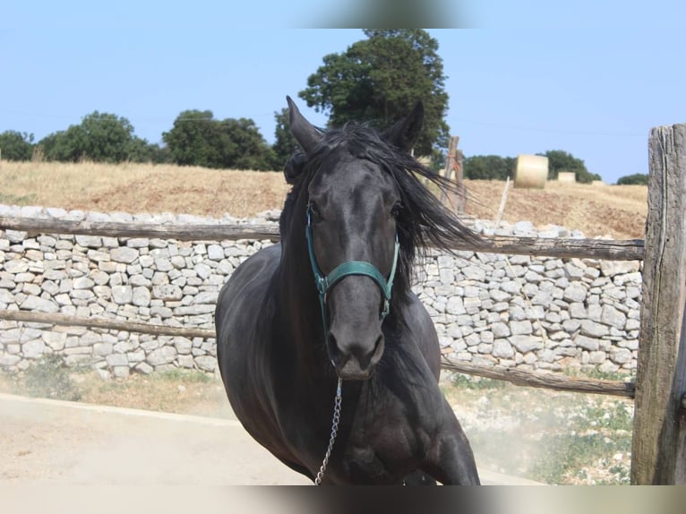 Murgese Castrone 3 Anni 160 cm Morello in Martina Franca